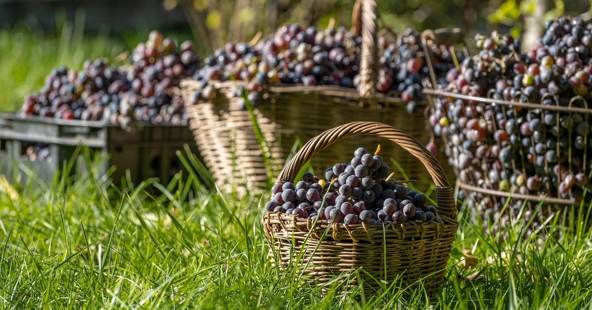 Вино из винограда: рецепт, полезные свойства